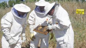 comunitatea-madrid-incepe-o-campanie-de-informare-cu-privire-la-importanta-albinelor-pentru-biodiversitate