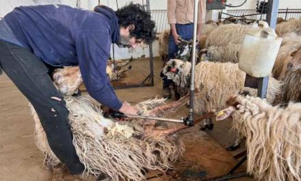 Comunitatea Madrid sărbătorește o zi de tuns pentru a asigura bunăstarea a 300 de oi în fața căldurii verii