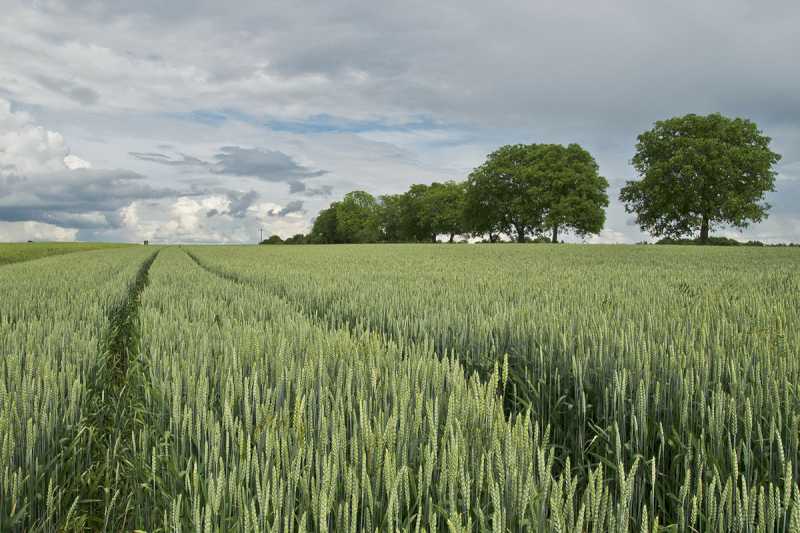 Fermierii și fermierii vor putea depune cererea unică de ajutor din Politica Agricolă Comună până pe 15 iunie