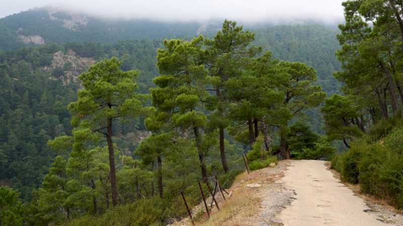 Comunitatea Madrid aprobă un nou ajutor pentru îmbunătățirea biodiversității în pădurile proprietate privată