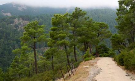 Comunitatea Madrid aprobă un nou ajutor pentru îmbunătățirea biodiversității în pădurile proprietate privată