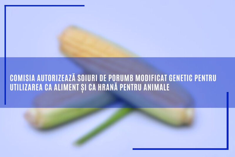 Comisia autorizează soiuri de porumb modificat genetic pentru utilizarea ca aliment și ca hrană pentru animale