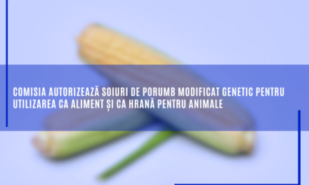 Comisia autorizează soiuri de porumb modificat genetic pentru utilizarea ca aliment și ca hrană pentru animale