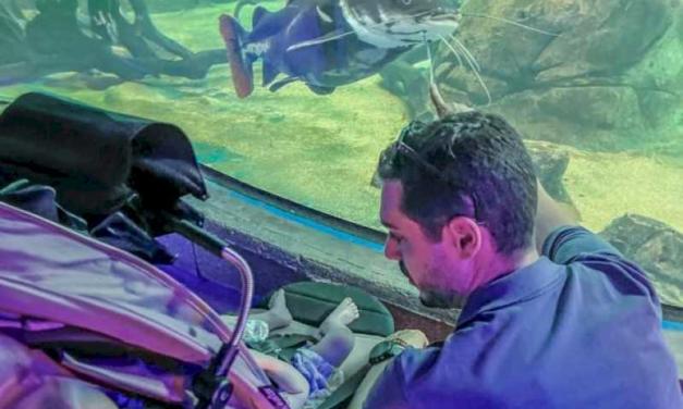 Torrejón – Zilele speciale Torrejón de Ardoz continuă în acest weekend la Atlantis Aquarium cu reduceri mari la torrejón…