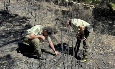 Comunitatea Madrid a clarificat cauza a 82% din incendiile forestiere înregistrate în regiune în 2023