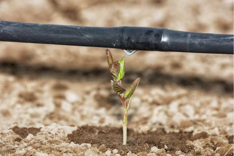 Ministerul Agriculturii, Pescuitului și Alimentației confirmă o nouă creștere a irigațiilor eficiente în mediul rural spaniol