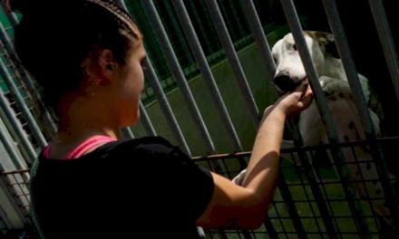 Comunitatea Madrid a ajutat 3.000 de animale de companie să-și găsească o casă nouă