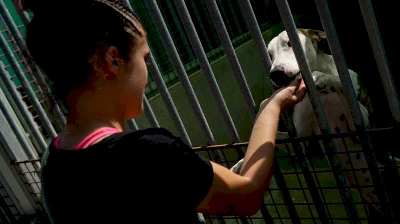 Comunitatea Madrid a ajutat 3.000 de animale de companie să-și găsească o casă nouă