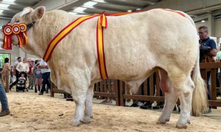 O bovină madrilenă din rasa Charolais, premiată la cel mai mare târg agricol din țară