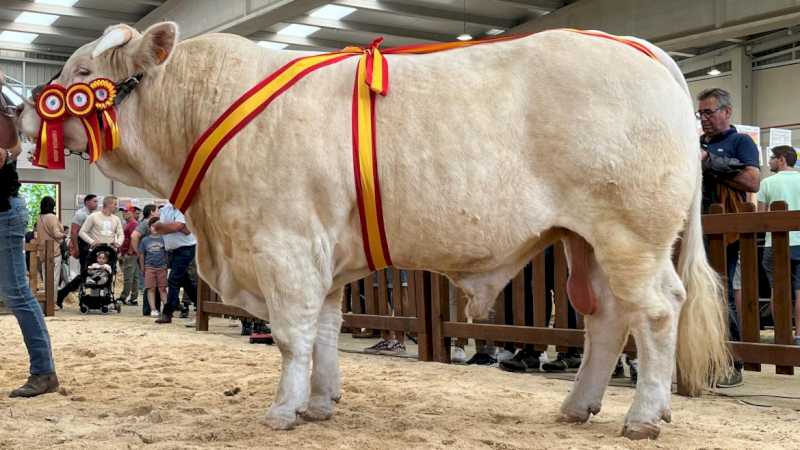 O bovină madrilenă din rasa Charolais, premiată la cel mai mare târg agricol din țară