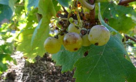 La Comunidad de Madrid encuentra una variedad de uva centenaria que se creía desaparecida en la región