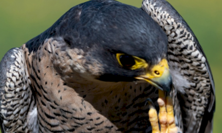 Arganda – Inauguramos en la Casa del Rey la exposición Fauna, de AFOAR: una mirada única hacia la diversidad animal | Ayuntamiento de Arganda