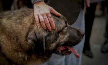 La Comunidad de Madrid logra la adopción de más del 80% de los perros en sus centros de acogida