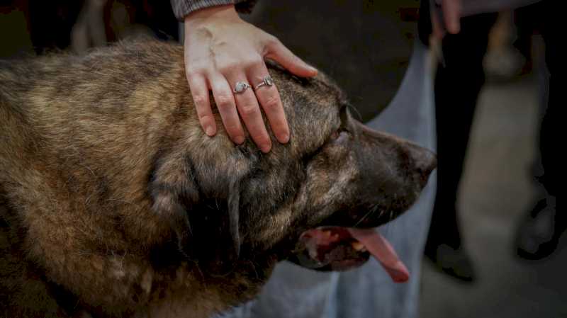 La Comunidad de Madrid logra la adopción de más del 80% de los perros en sus centros de acogida