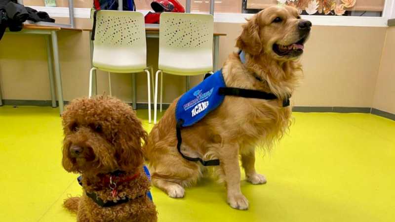 El Hospital público Gregorio Marañón y la asociación ‘Perros Azules’ renuevan el programa ‘Cuenta Conmigo’ para niños y adolescentes ingresados en la Unidad de Psiquiatría