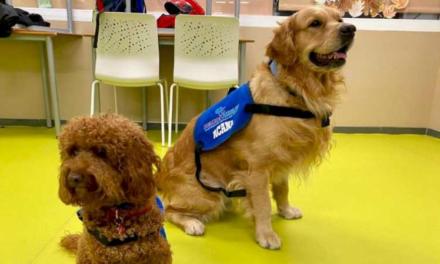 El Hospital público Gregorio Marañón y la asociación ‘Perros Azules’ renuevan el programa ‘Cuenta Conmigo’ para niños y adolescentes ingresados en la Unidad de Psiquiatría