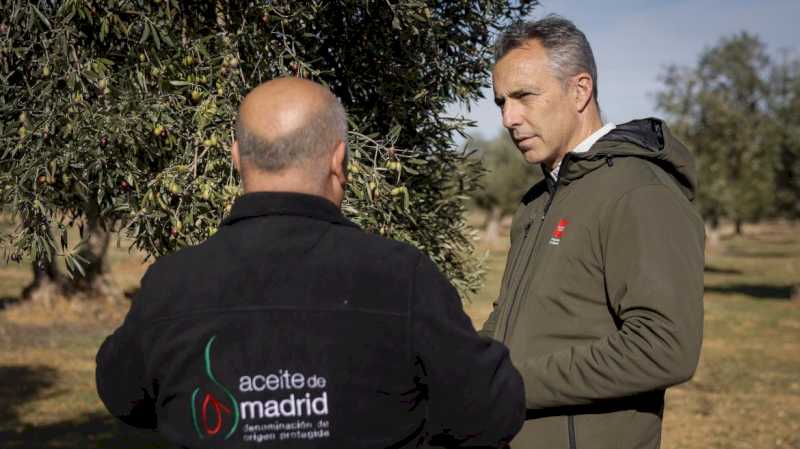 La Comunidad de Madrid, en el primer día de cosecha de la Denominación de Origen Protegida Aceite de Madrid