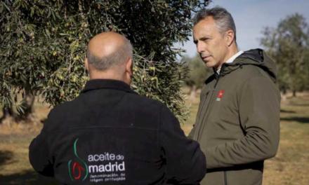 La Comunidad de Madrid, en el primer día de cosecha de la Denominación de Origen Protegida Aceite de Madrid