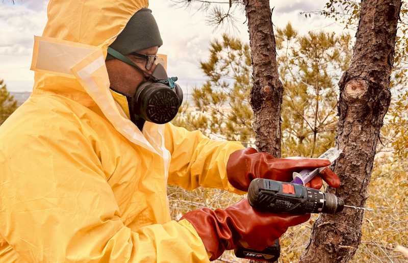 Arganda – Actuamos en 61 ubicaciones de Arganda para tratar 2.200 árboles y evitar la proliferación de oruga procesionaria | Ayuntamiento de Arganda