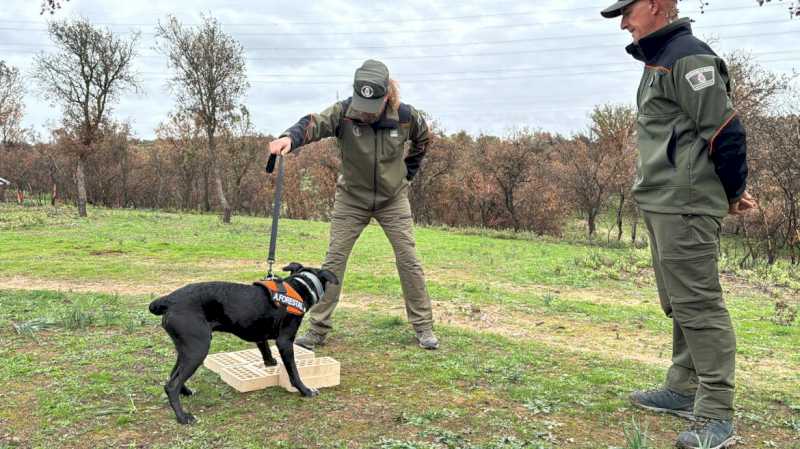 La Comunidad de Madrid incorpora dos perros especializados para investigar las causas de los incendios forestales