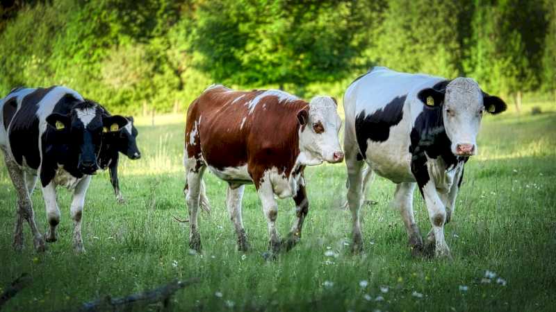 La Comunidad de Madrid adquiere casi medio millón de vacunas para el control de la enfermedad de la lengua azul en el ganado