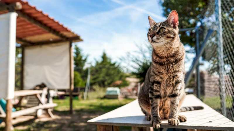 La Comunidad de Madrid aumenta un 26% su inversión para el Centro Integral de Acogida de Animales