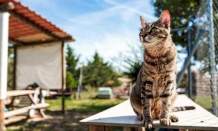 La Comunidad de Madrid aumenta un 26% su inversión para el Centro Integral de Acogida de Animales