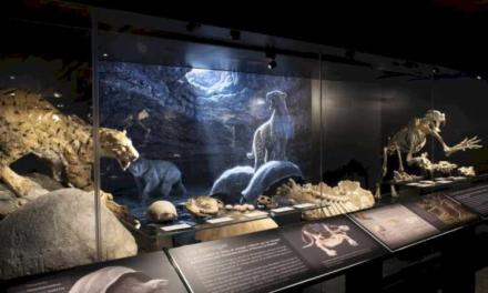 El Museo Arqueológico y Paleontológico de la Comunidad de Madrid organiza una mesa redonda para abordar el papel de la mujer en la paleontología