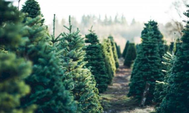 La Comunidad de Madrid recuerda la prohibición de replantar en el monte los abetos navideños