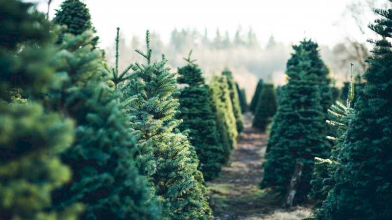 La Comunidad de Madrid recuerda la prohibición de replantar en el monte los abetos navideños