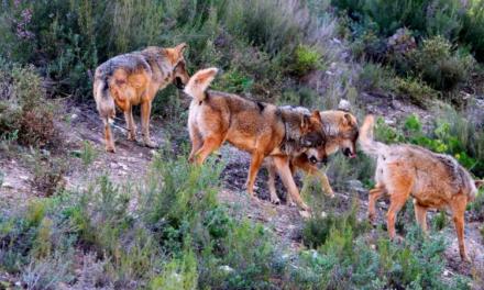 La Comunidad de Madrid duplicará las ayudas para prevenir ataques de lobos a ganadería extensiva