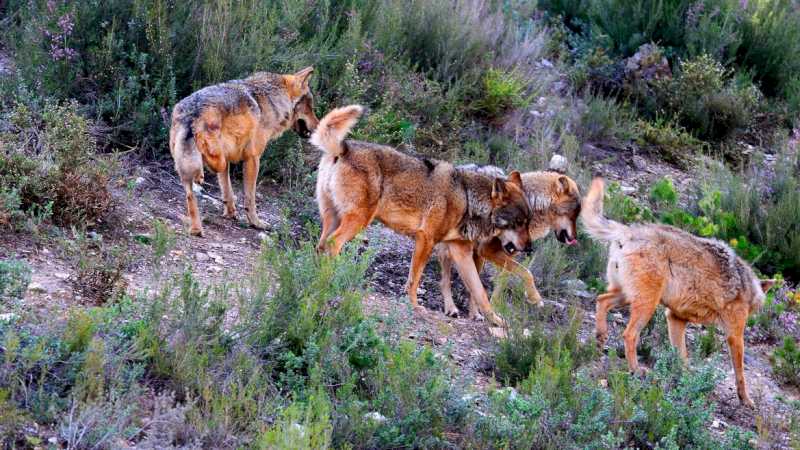 La Comunidad de Madrid duplicará las ayudas para prevenir ataques de lobos a ganadería extensiva