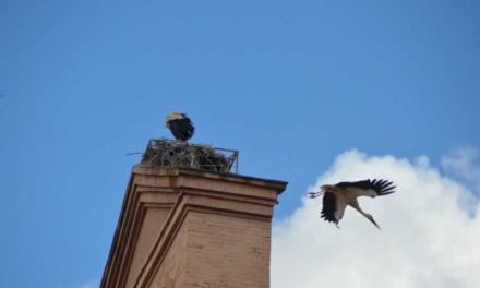 Alcalá – Alcalá de Henares cerró 2024 con un censo de 105 parejas de cigüeñas blancas