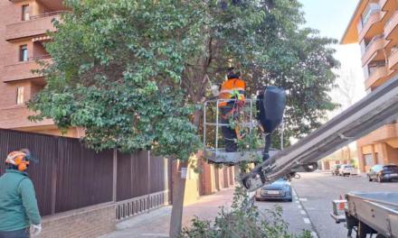 Alcalá – El Ayuntamiento de Alcalá lleva a cabo una actuación integral de poda en Ciudad 10 dentro de su plan de mantenimiento del arbola…