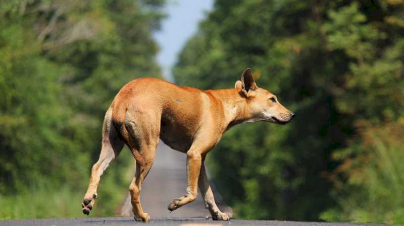 La Comunidad de Madrid aumentó un 8,8% las adopciones de animales de compañía y redujo un 3% los abandonos de perros