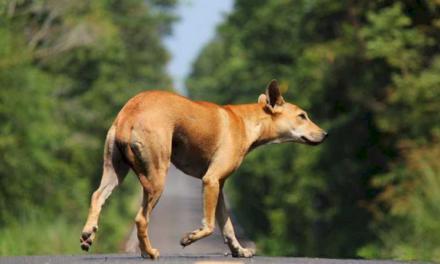 La Comunidad de Madrid aumentó un 8,8% las adopciones de animales de compañía y redujo un 3% los abandonos de perros