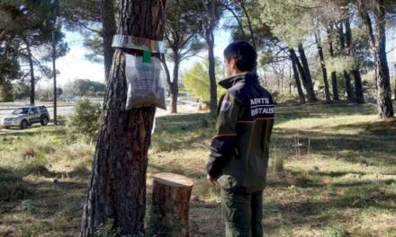 La Comunidad de Madrid controla la oruga procesionaria en más de 65.000 hectáreas de pinares