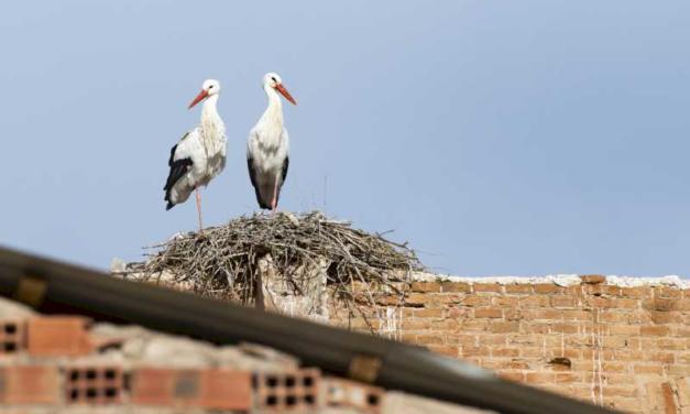 Alcalá – En marzo continúa el Programa de Rutas Ambientales de Alcalá de Henares