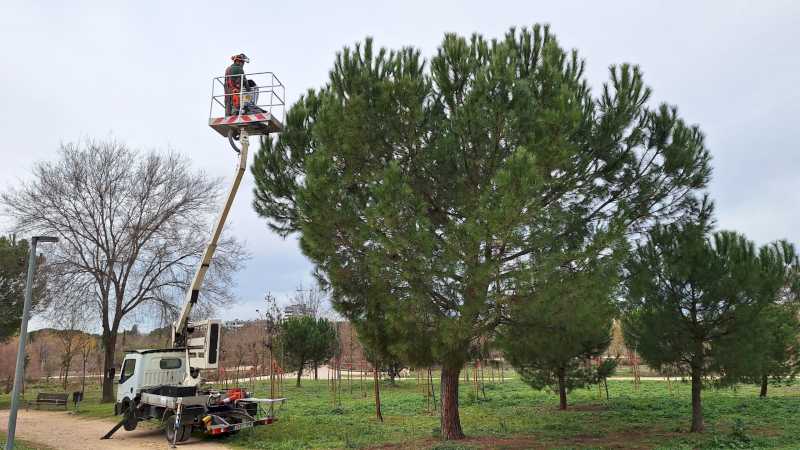 Alcalá – El Ayuntamiento de Alcalá realiza una campaña de control de las orugas procesionarias del pino tratando 675 ejemplares con endot…