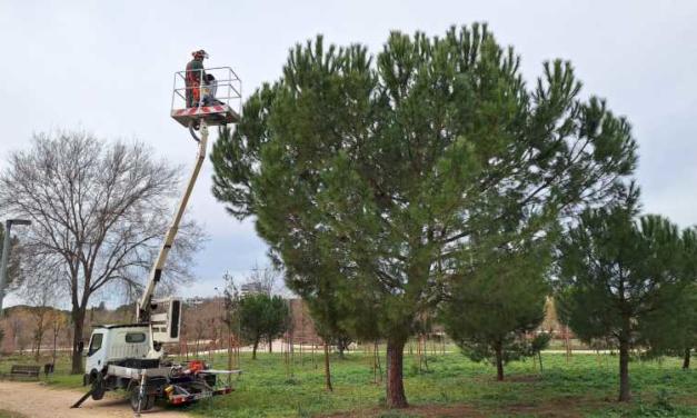 Alcalá – El Ayuntamiento de Alcalá realiza una campaña de control de las orugas procesionarias del pino tratando 675 ejemplares con endot…